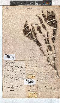 Erica imbricata image