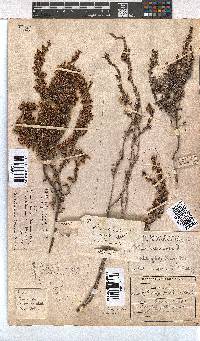 Erica imbricata image