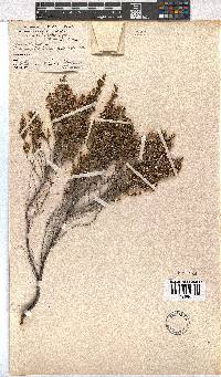 Erica imbricata image