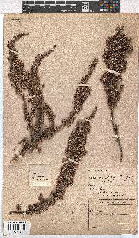 Erica imbricata image