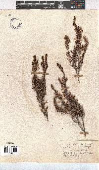 Erica imbricata image