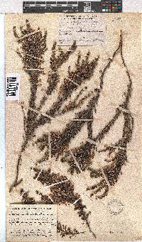 Erica imbricata image