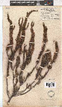 Erica imbricata image