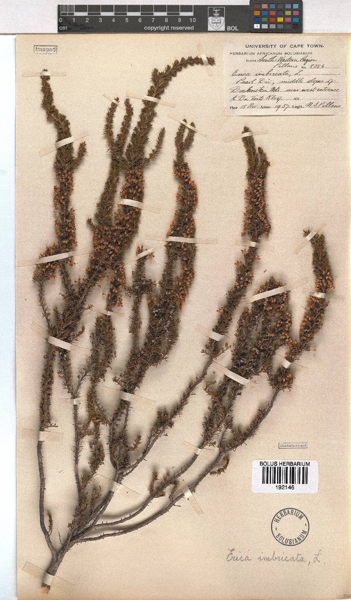 Erica imbricata image