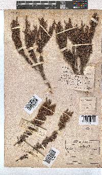 Erica imbricata image