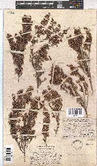 Erica imbricata image