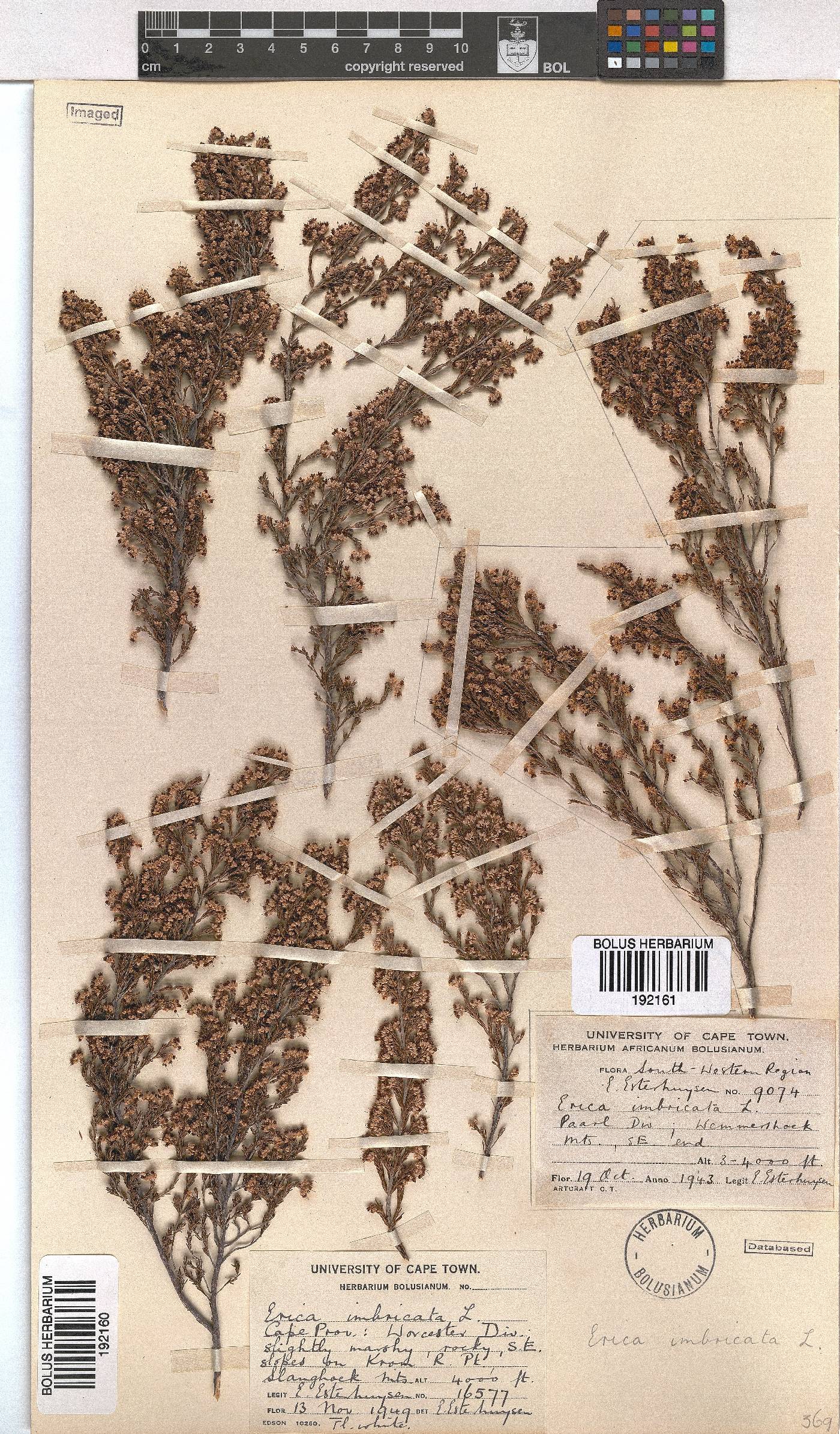 Erica imbricata image