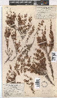 Erica imbricata image