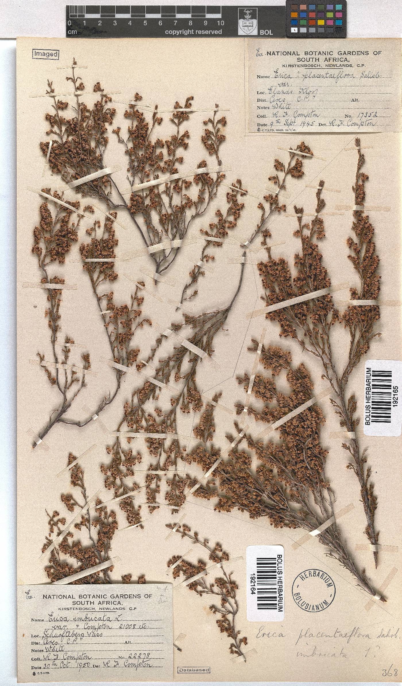 Erica imbricata image