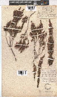 Erica imbricata image