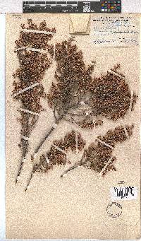 Erica imbricata image