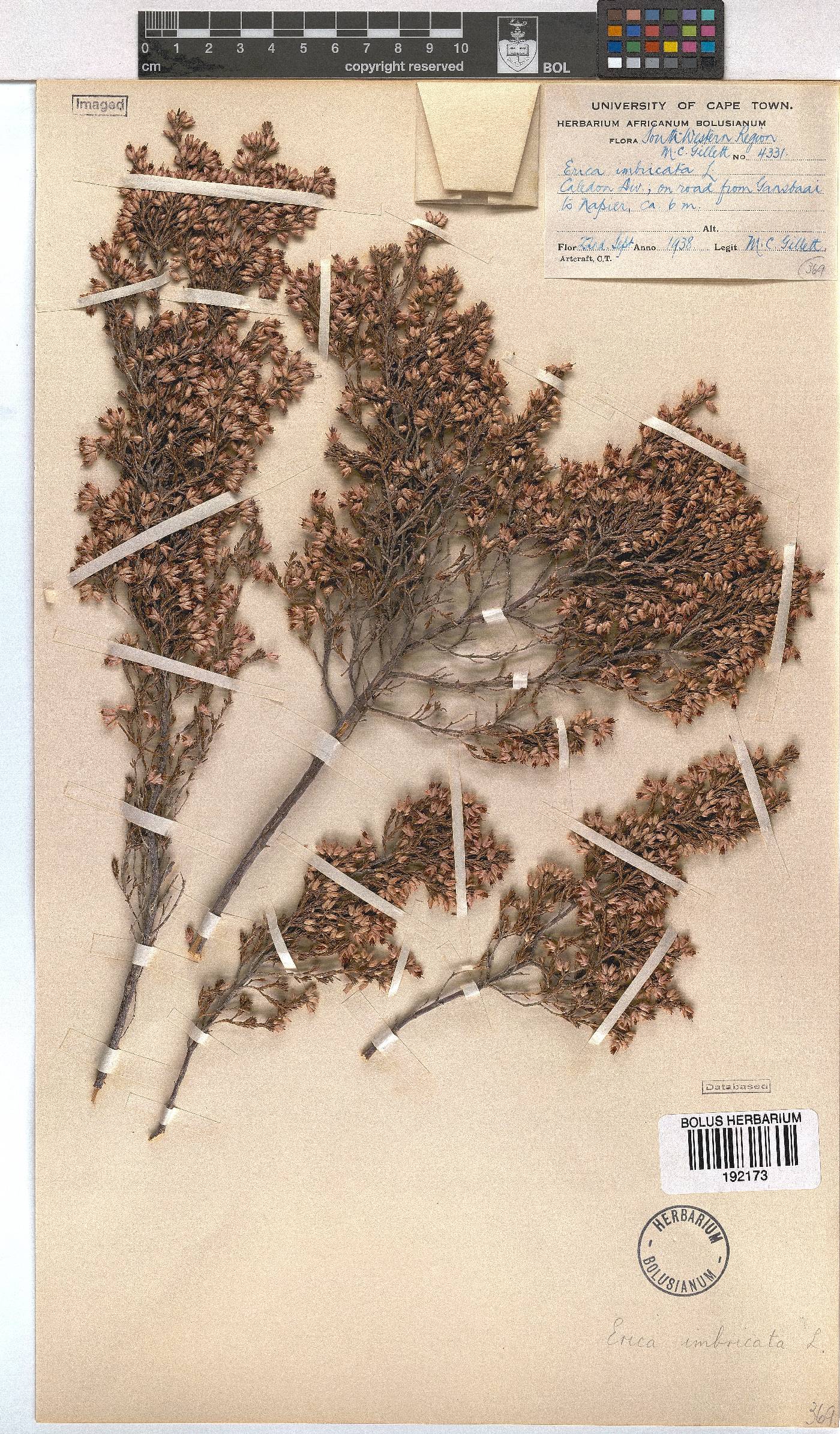 Erica imbricata image