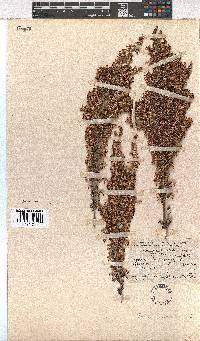 Erica imbricata image