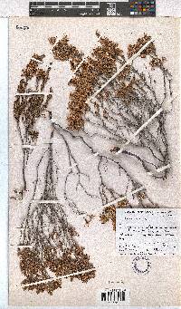 Erica imbricata image