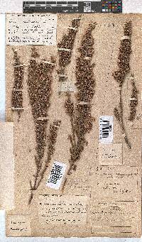 Erica imbricata image