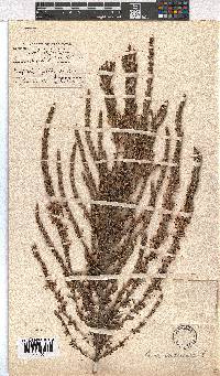 Erica imbricata image