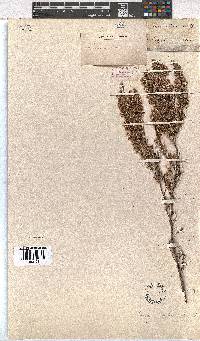 Erica imbricata image