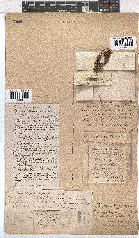 Erica penicilliformis image