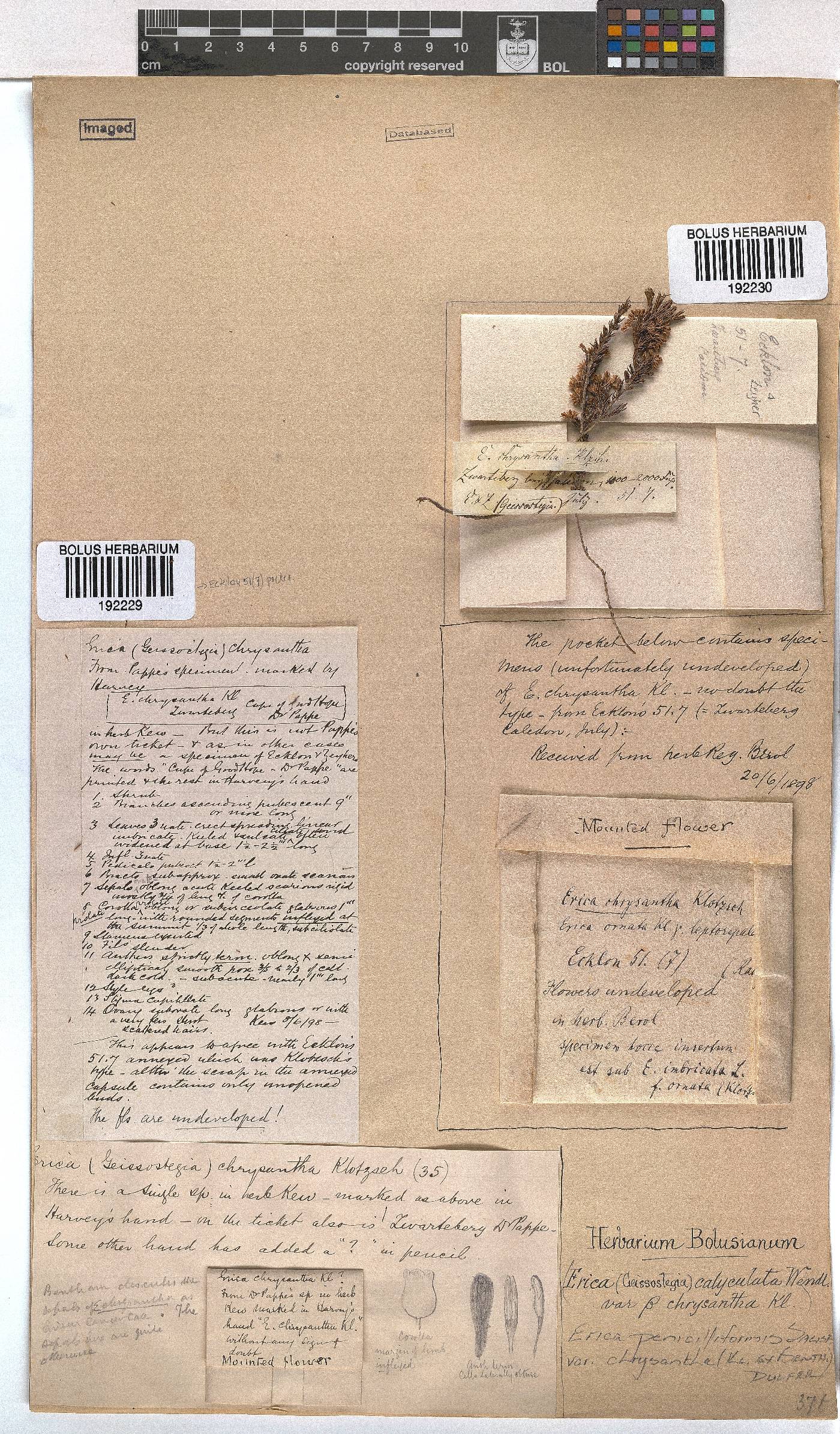 Erica penicilliformis var. chrysantha image