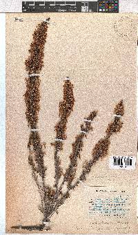 Erica penicilliformis image