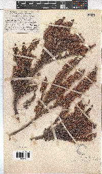 Erica penicilliformis image