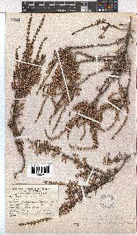 Erica penicilliformis image