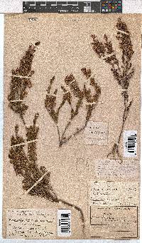 Erica penicilliformis image