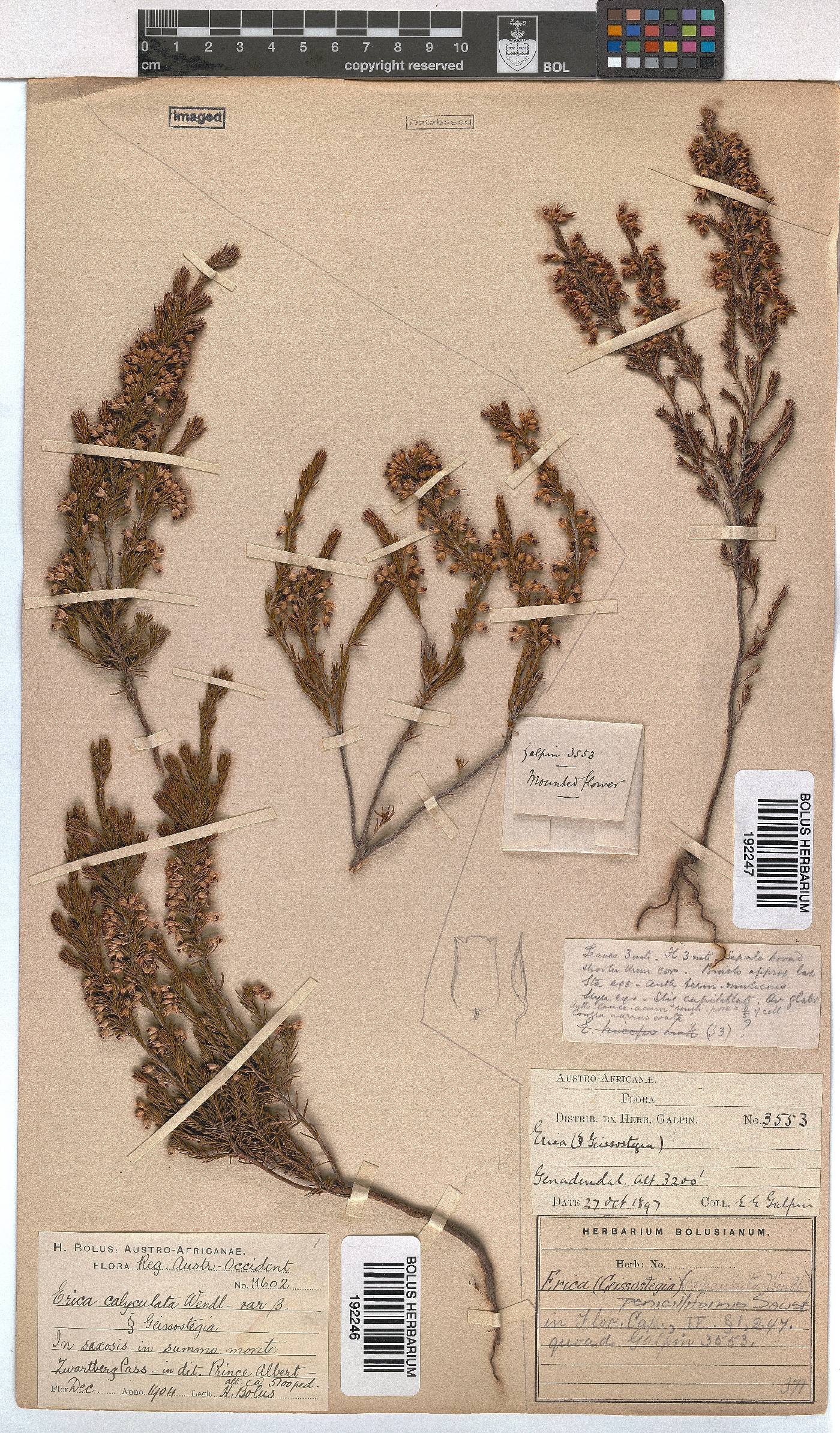 Erica penicilliformis image