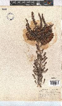 Erica penicilliformis image