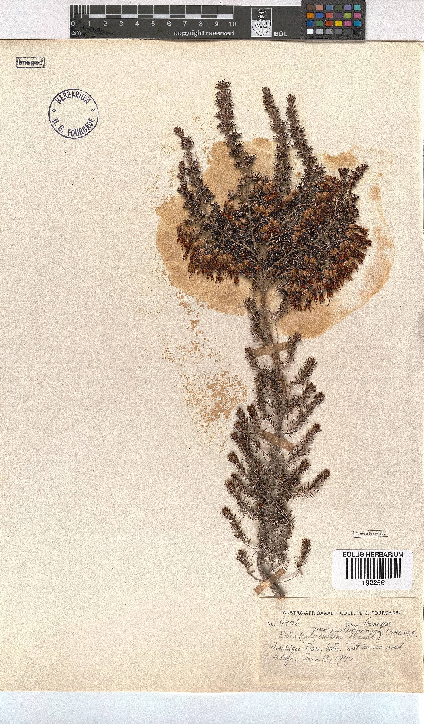 Erica penicilliformis image
