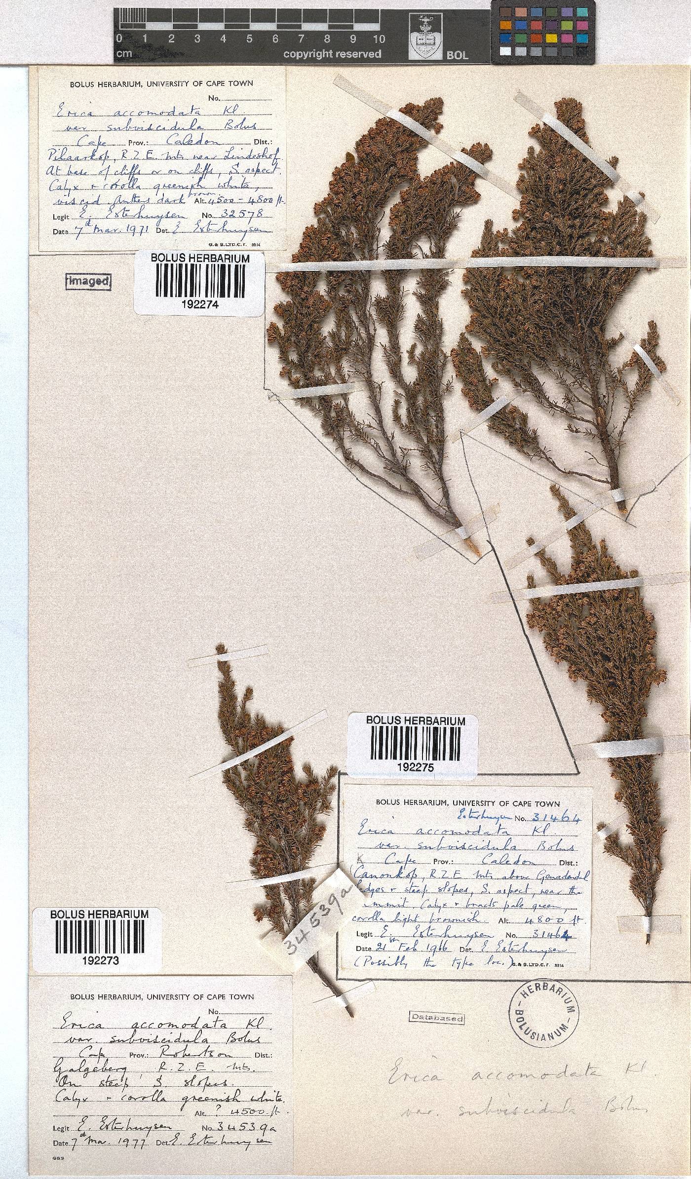 Erica accommodata var. subviscidula image