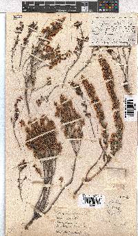 Erica orientalis image