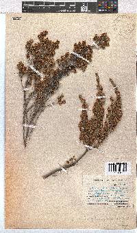 Erica glumiflora image