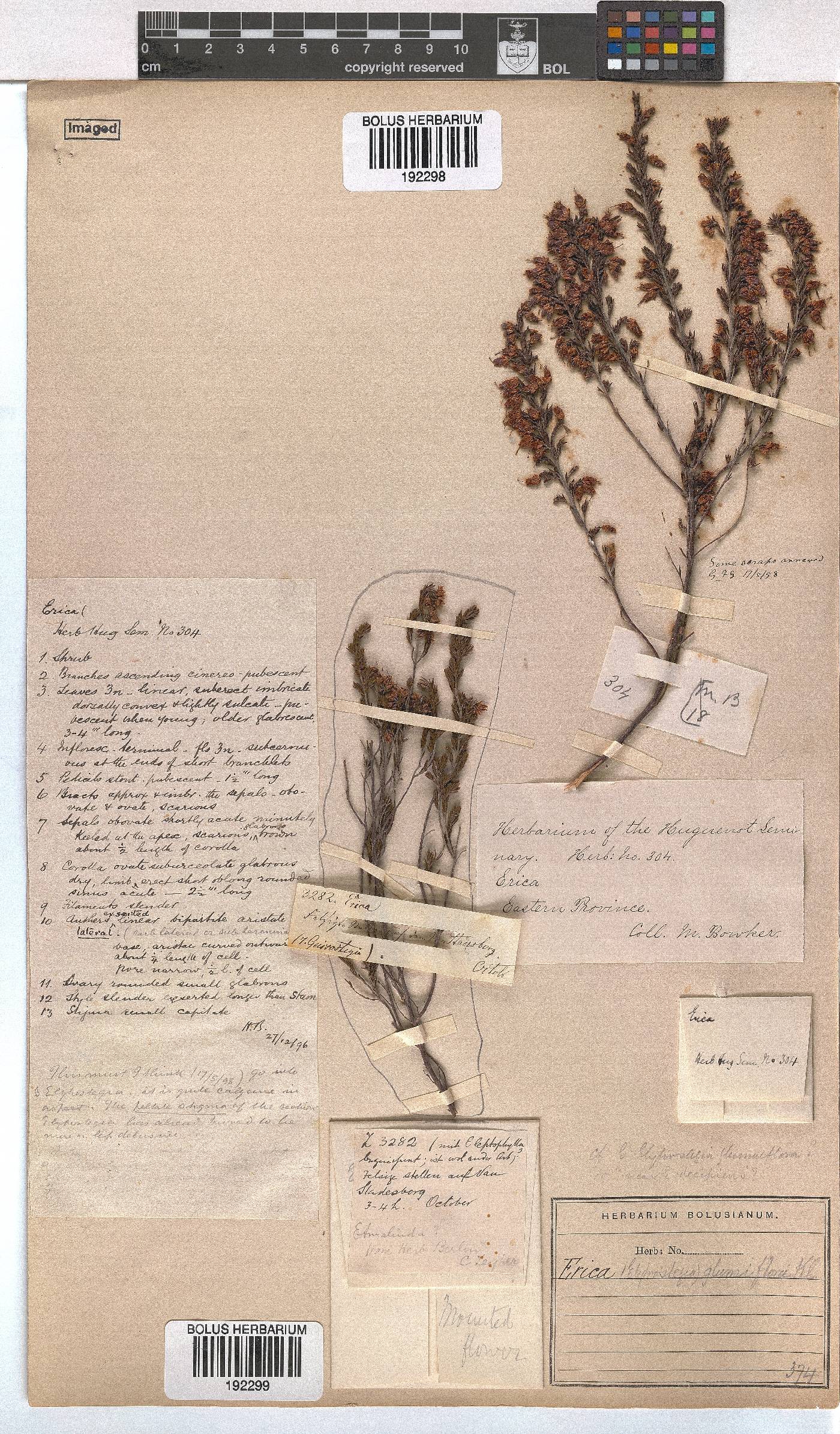 Erica glumiflora image