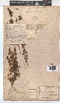 Erica glumiflora image