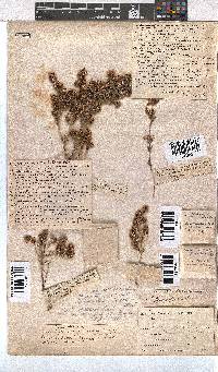 Erica glumiflora image