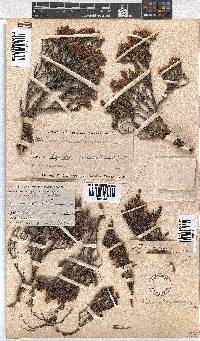 Erica diosmifolia image