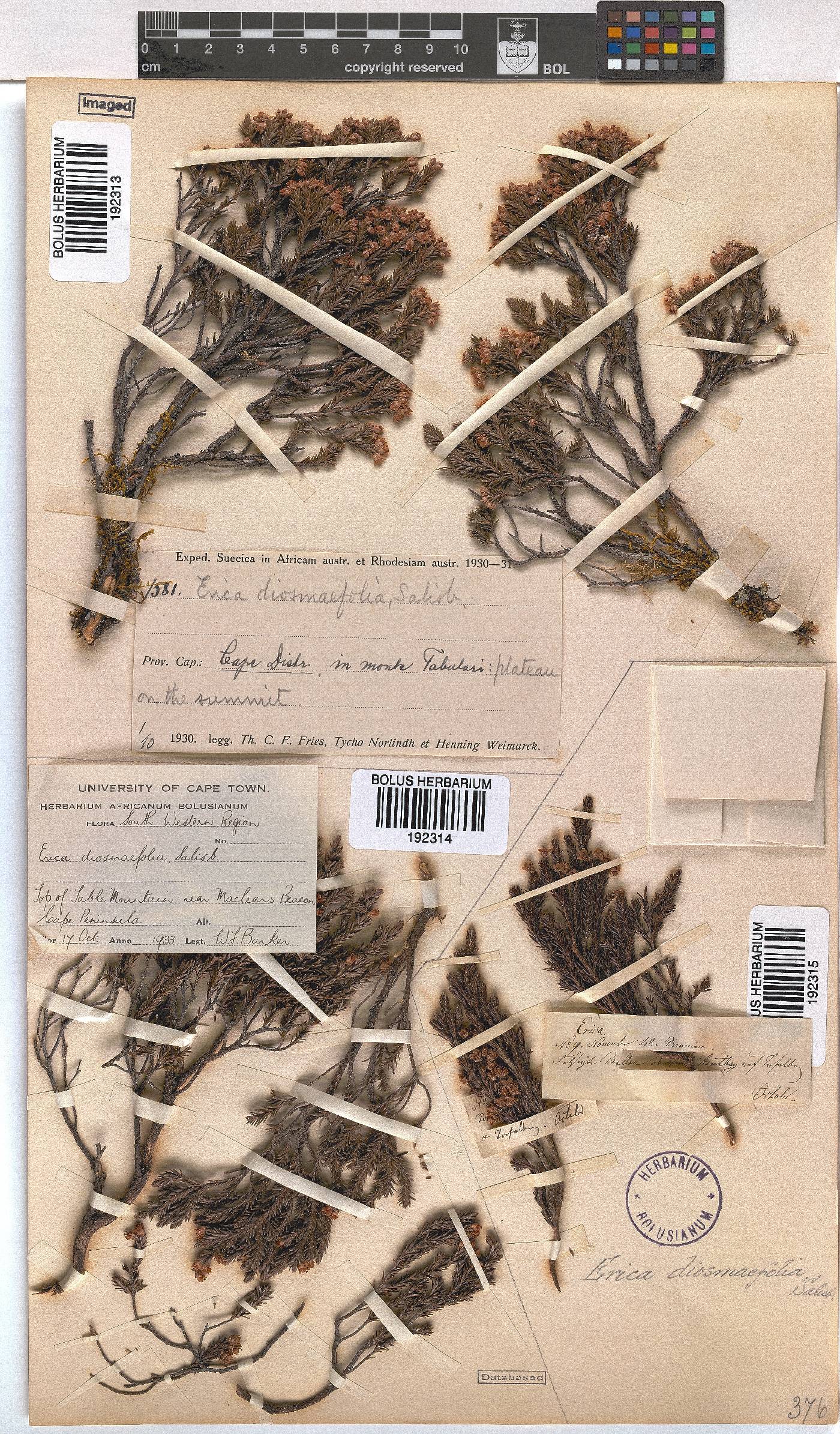 Erica diosmifolia image