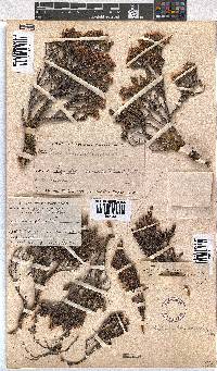 Erica diosmifolia image