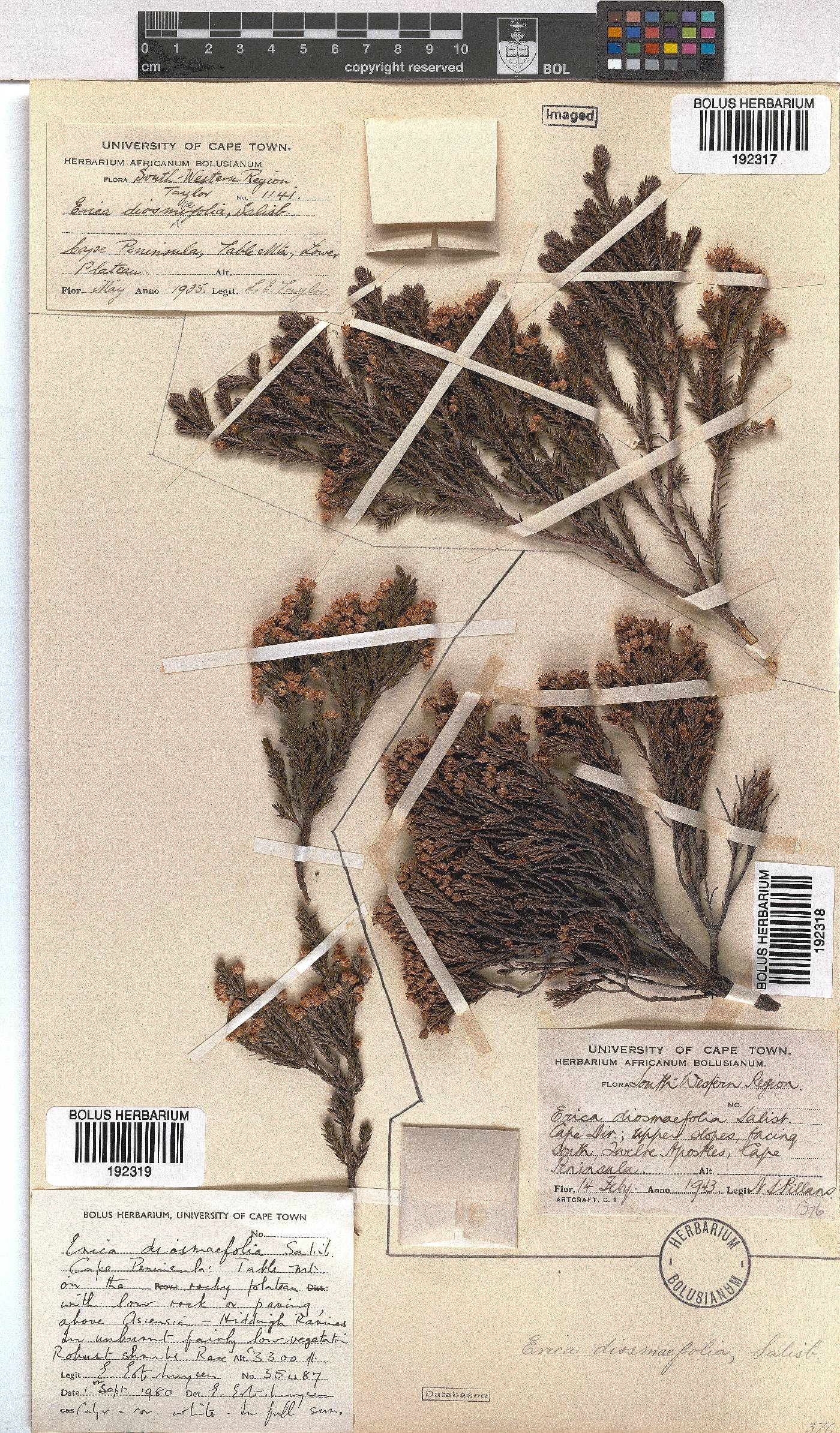 Erica diosmifolia image