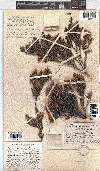 Erica diosmifolia image