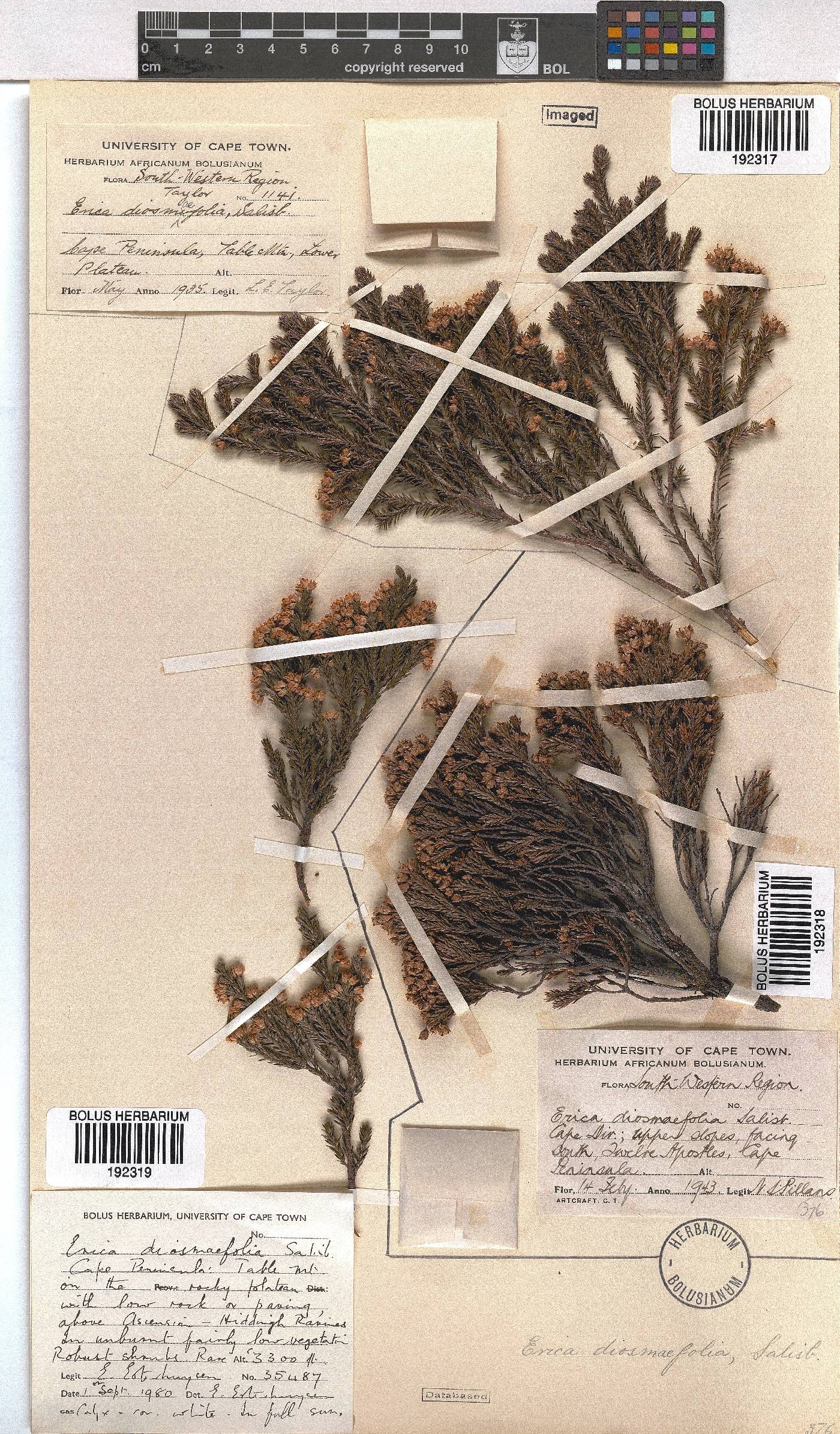 Erica diosmifolia image