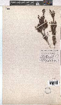 Erica lepidota image