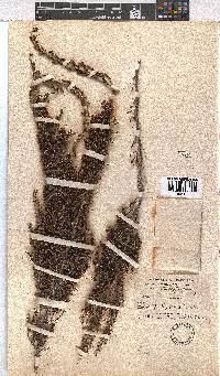 Erica lepidota image