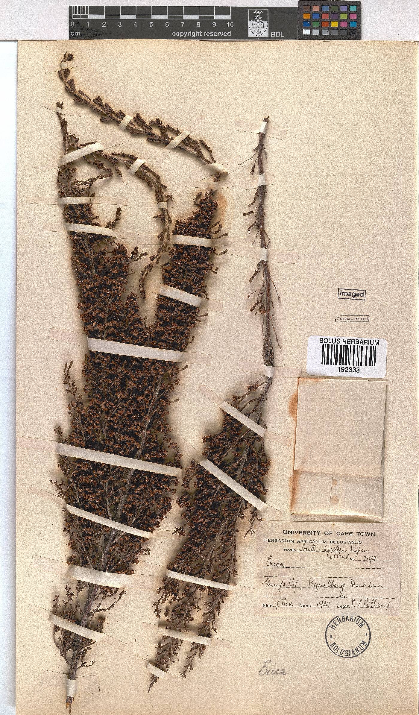 Erica lepidota image