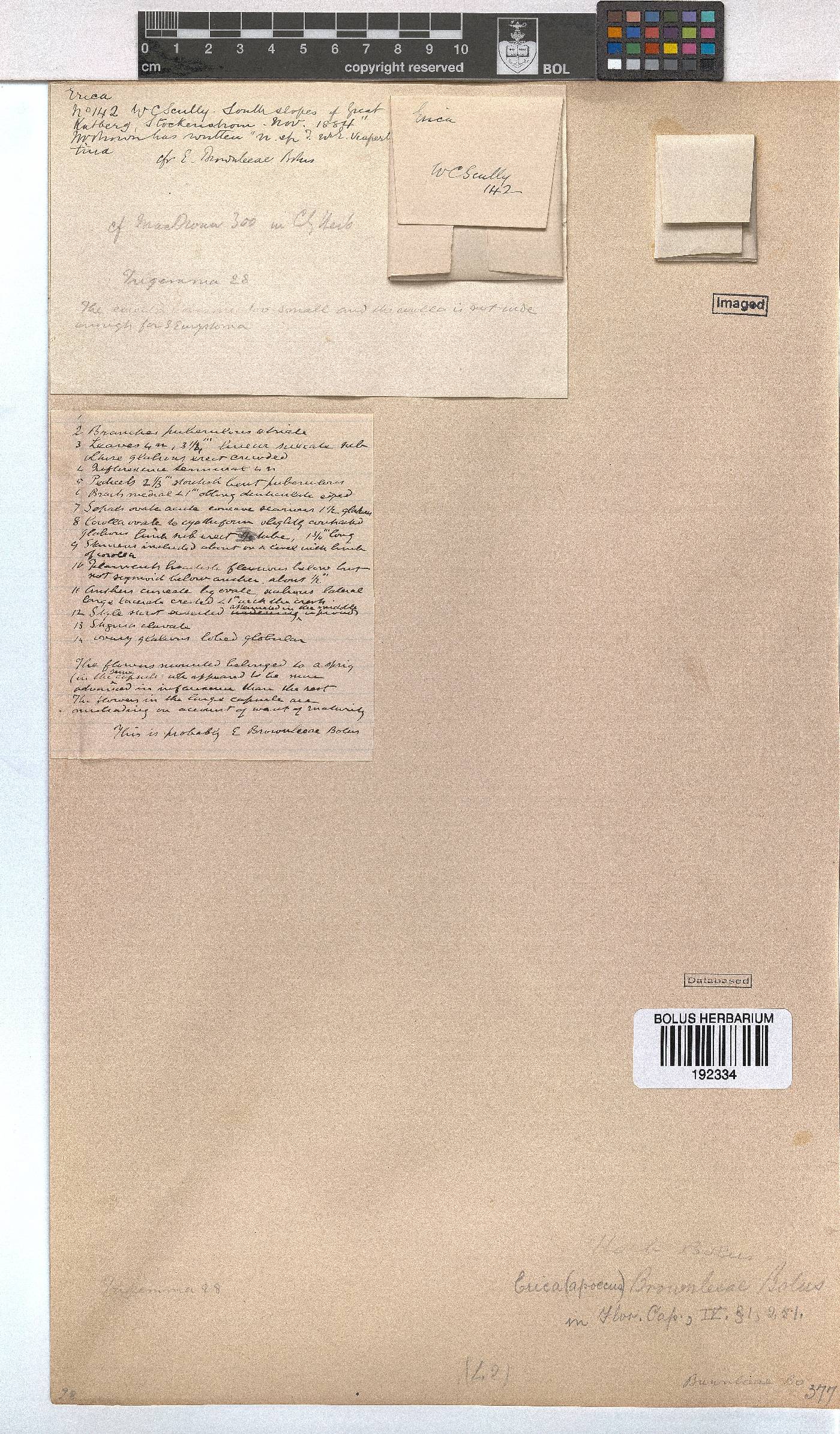 Erica brownleeae image