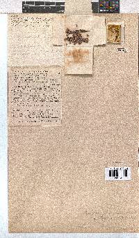 Erica brownleeae image