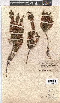 Erica afrorum var. aristula image