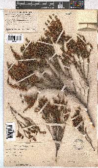 Erica afrorum var. afrorum image