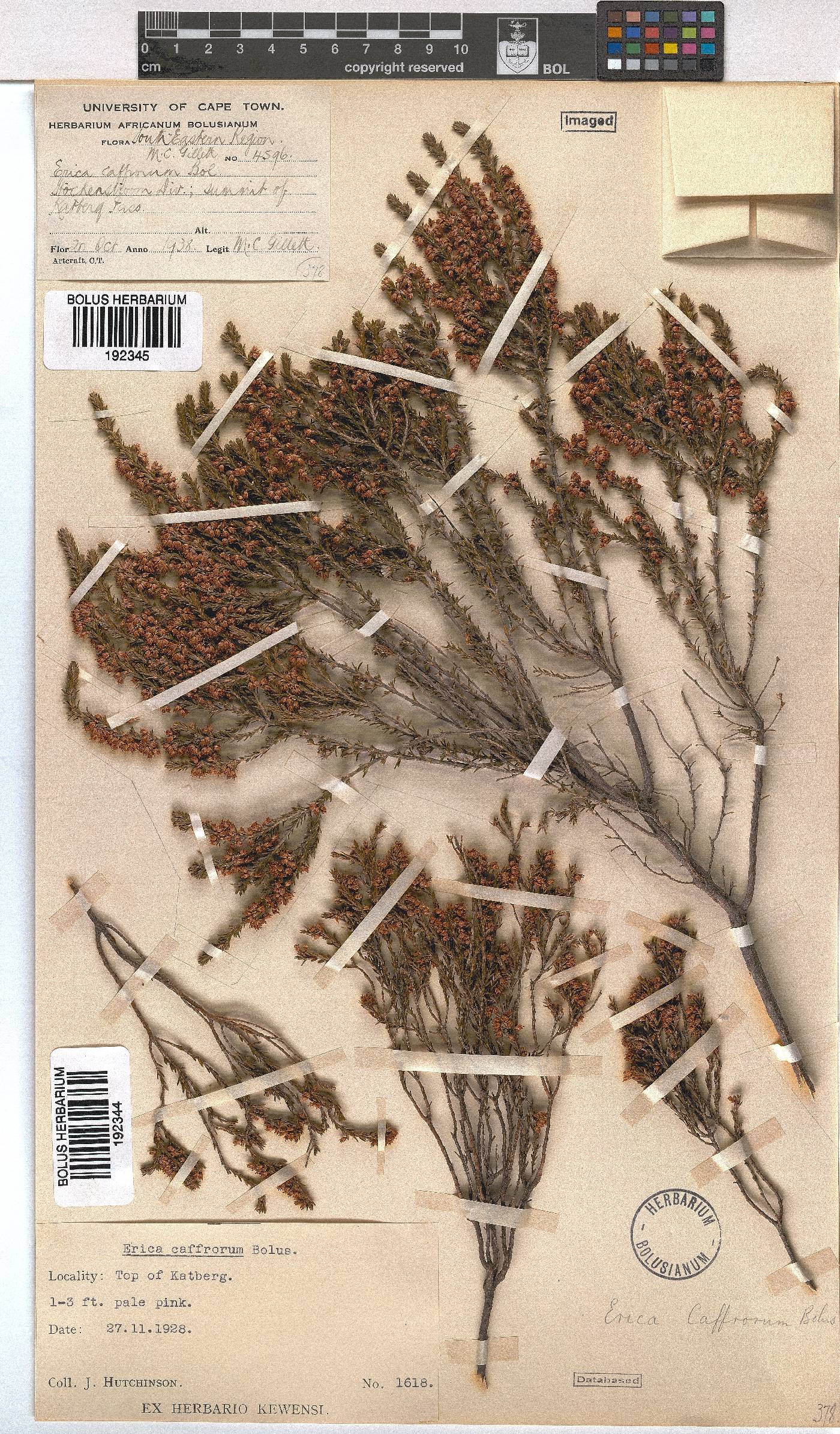 Erica afrorum var. afrorum image